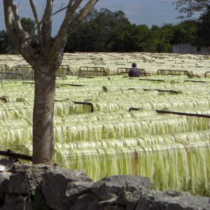 Sisal production in Yucatan