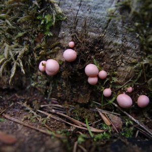 Rose Kügelchen auf einem Baumstamm