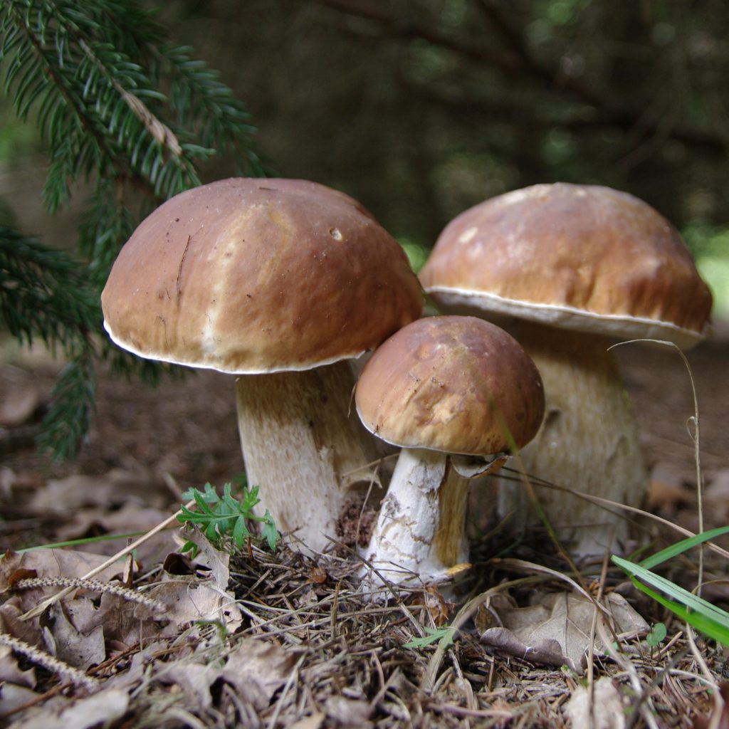 Steinpilze