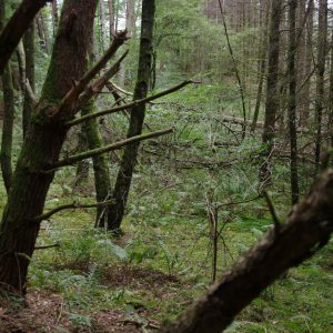 Blick in den Wald