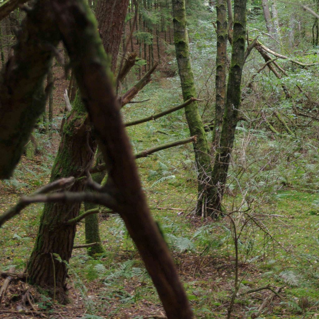 Blick in den Wald