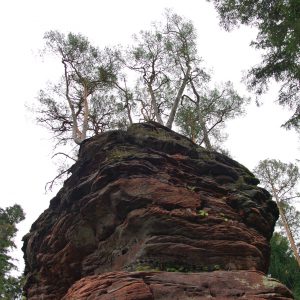 Pfälzer Wald im Oktober - Fels mit Baumbewuchs