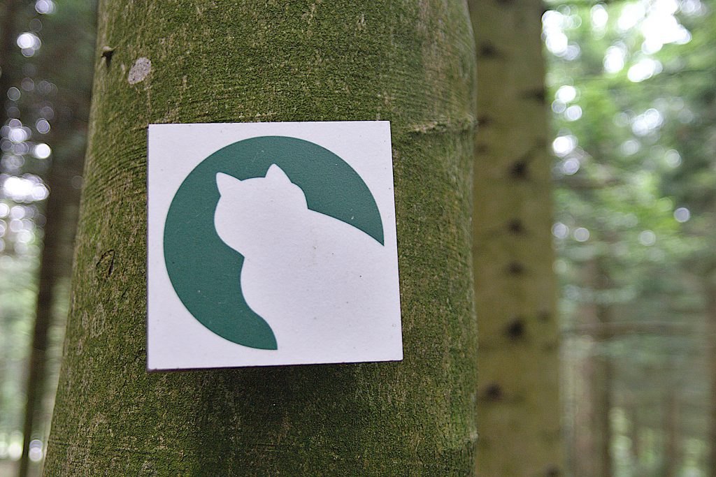 Wildkatze - Weiße Katze vor grünem Kreis.