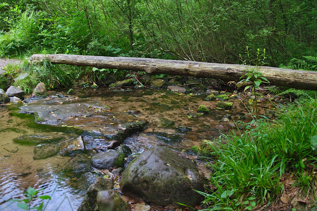 Oberlauf der Alb - 2