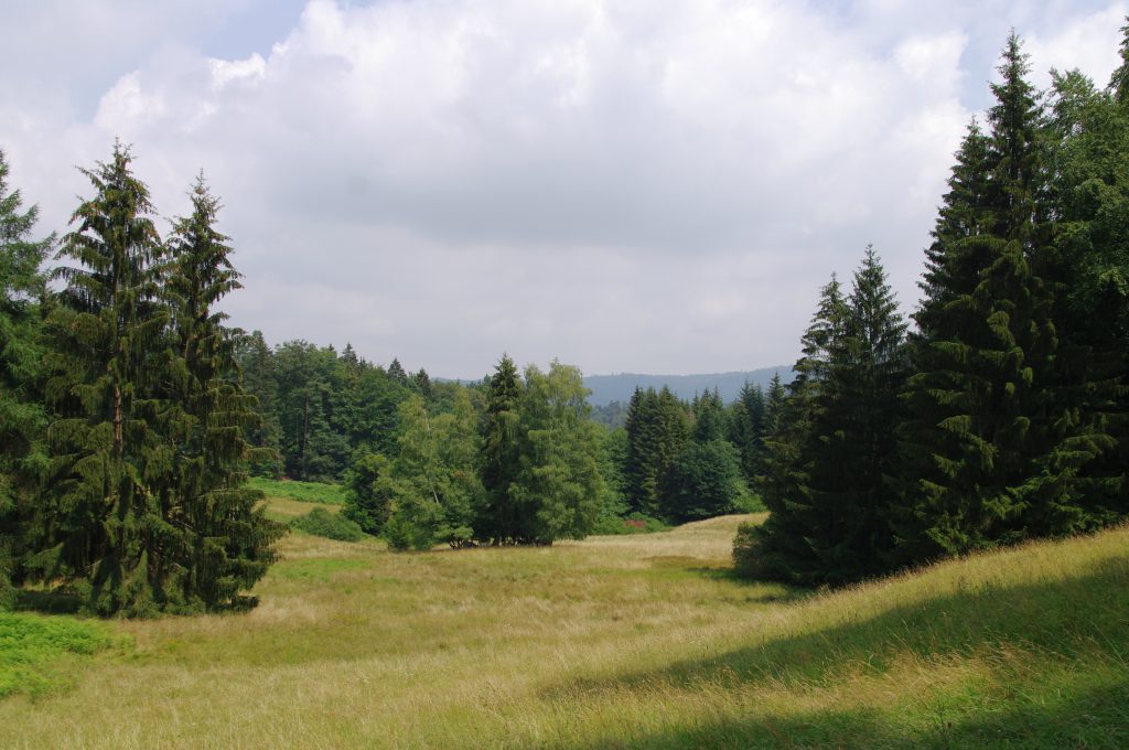 Vogelwiese 3