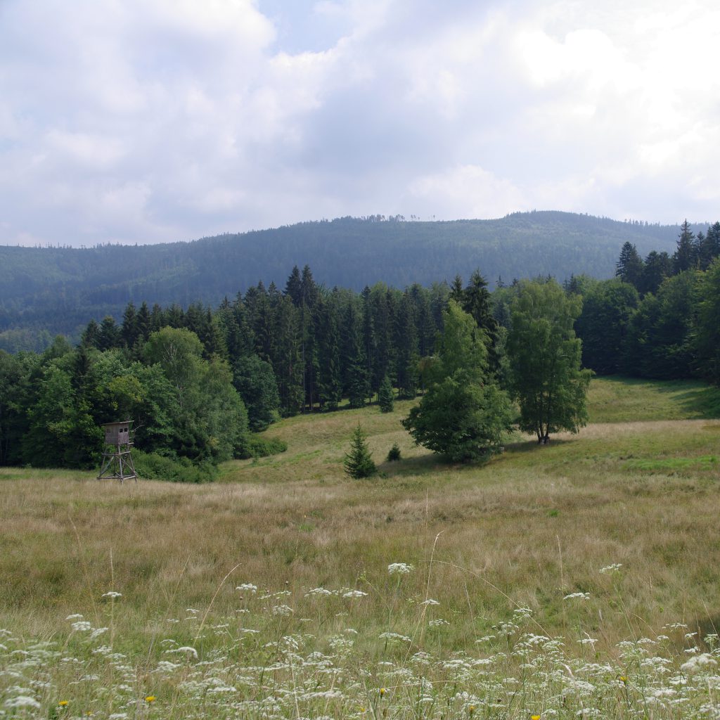 Vogelwiese 2