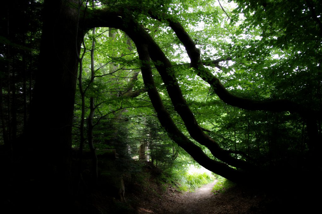 Hohlweg