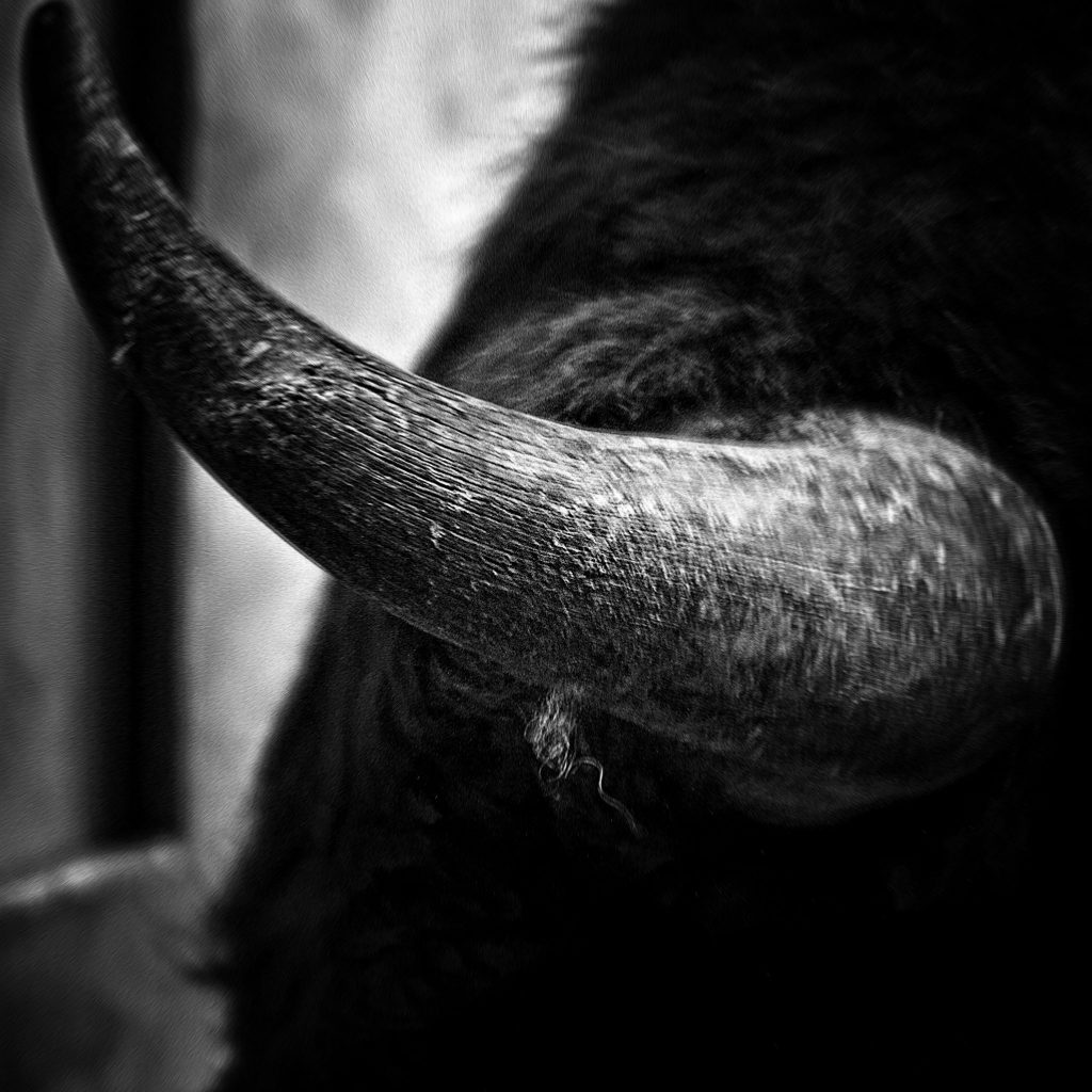 Wisent mit Gimp und Darktable bearbeitet - VIVITAR TELE-ZOOM 75-260MM 1:4.5