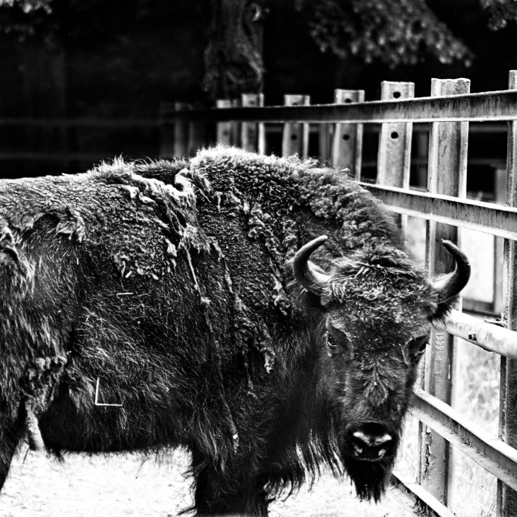 Wisent mit Gimp und Darktable bearbeitet - VIVITAR TELE-ZOOM 75-260MM 1:4.5