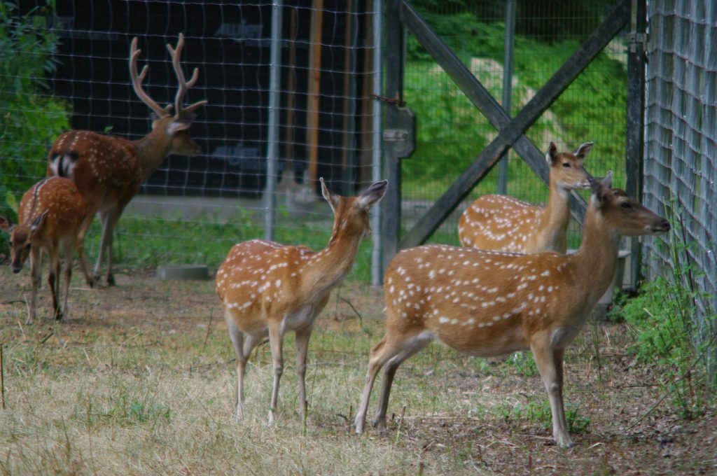 Rehe - VIVITAR TELE-ZOOM 75-260MM 1:4.5