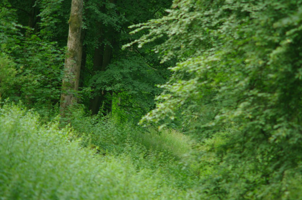 Wald - VIVITAR TELE-ZOOM 75-260MM 1:4.5