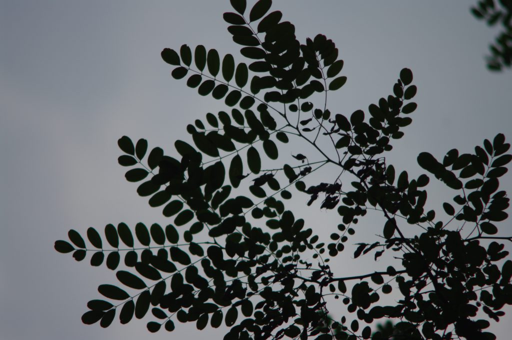Blätter - VIVITAR TELE-ZOOM 75-260MM 1:4.5