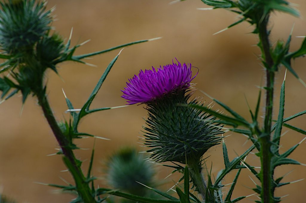 Distel - Sigma AF Zoom 75 - 200 mm 1:3,8 multi-coated, Pentax PK , Pentax K20D - F14, ISO400, 1/125 - Pentax K20D - bearbeitet mit Darktable und Gimp  