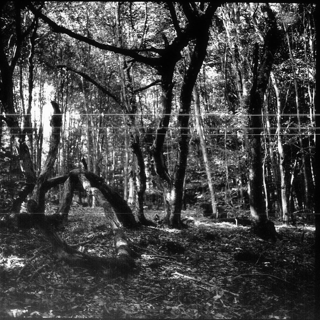 Im Wald - AGFA ISOLY IIA MIT AGFA COLOR AGNAR 1:5.6/55 - FOMAPAN 100