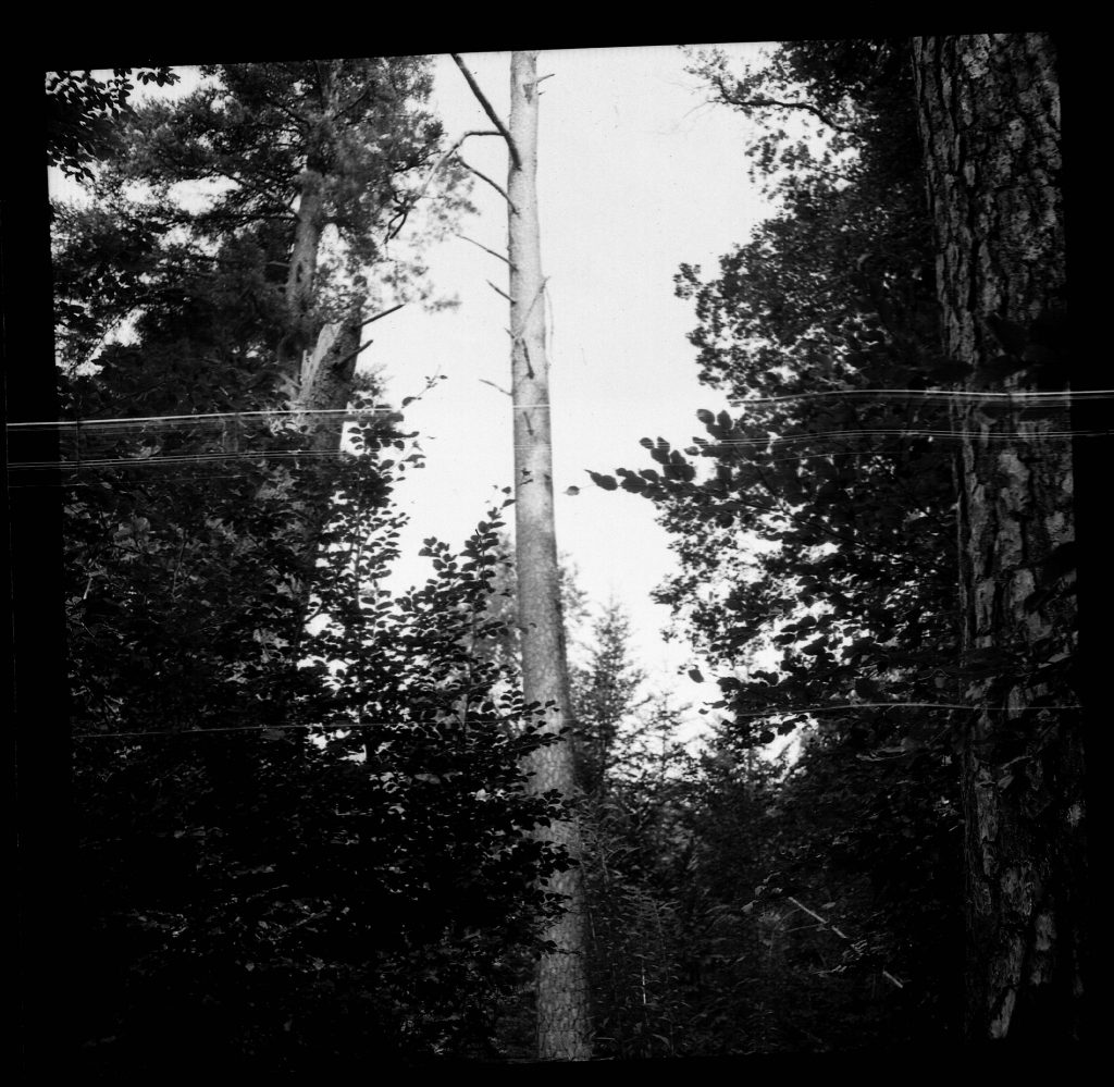Bäume -  AGFA ISOLY IIA MIT AGFA COLOR AGNAR 1:5.6/55 - FOMAPAN 100