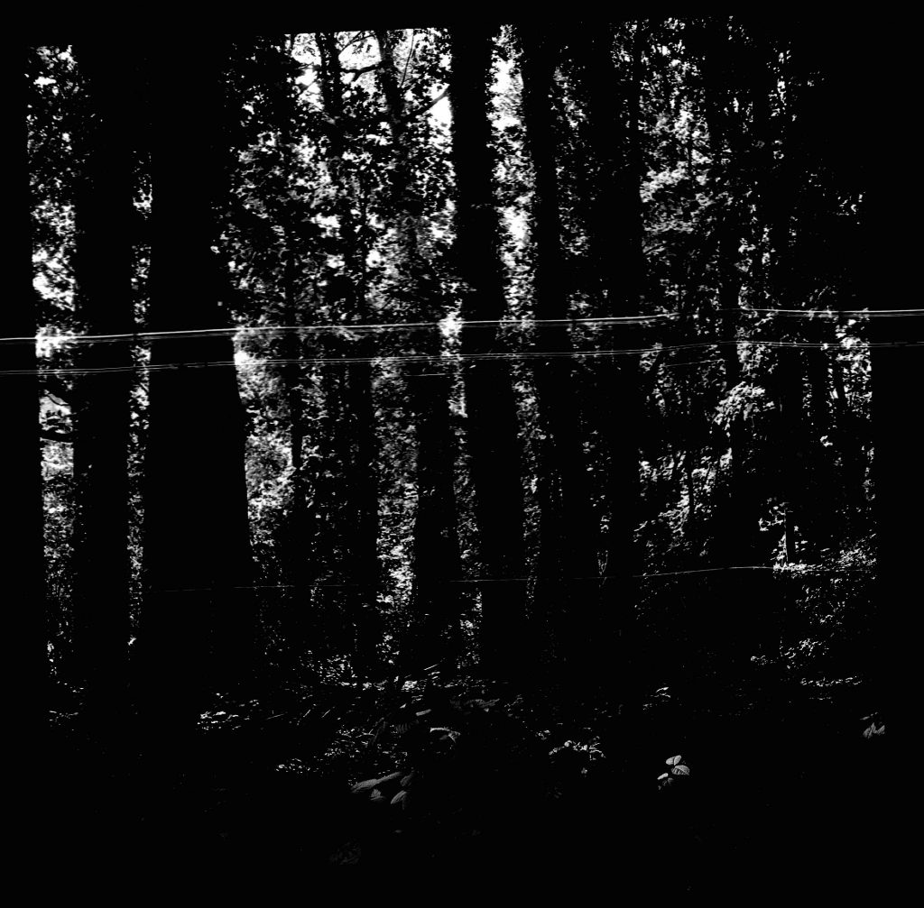 Bäume -  AGFA ISOLY IIA MIT AGFA COLOR AGNAR 1:5.6/55 - FOMAPAN 100