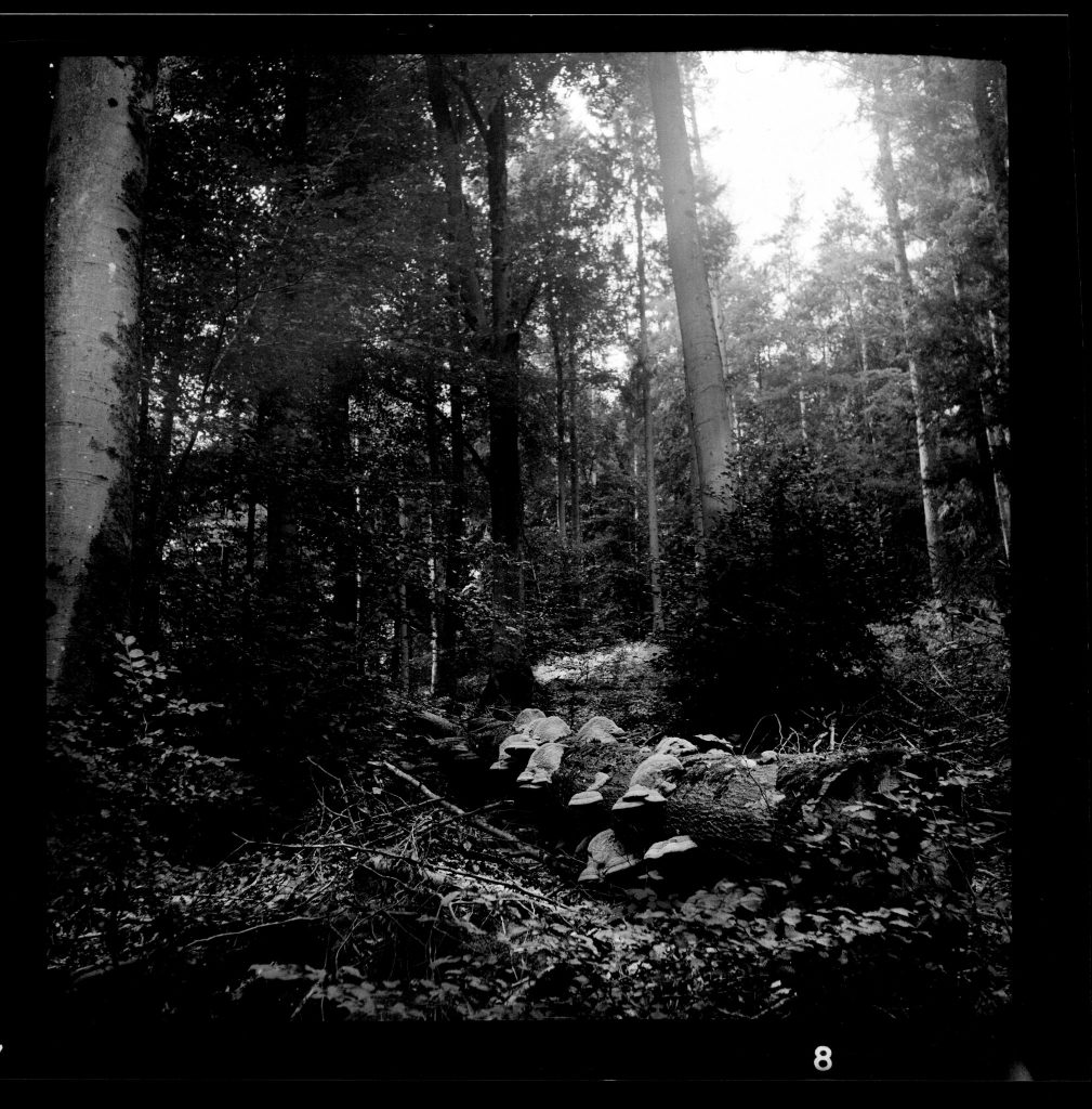 Adox Golf 45S - Fomapan 400
