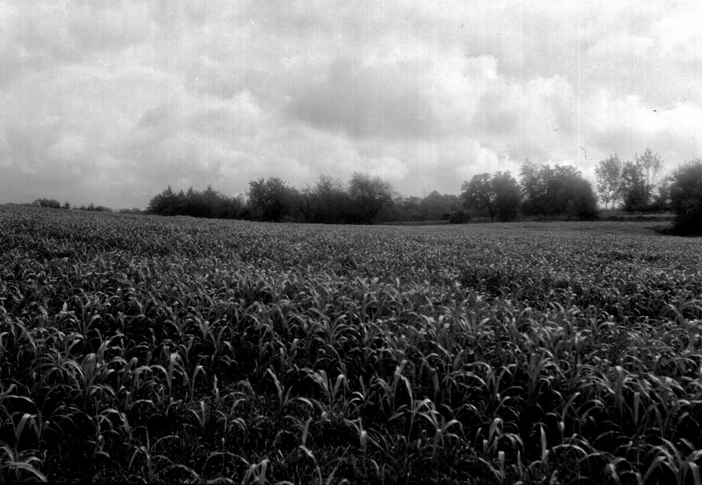 Michaelsberg -   Zeiss Ikon Ercona - Fomapan 100  - mit Gimp bearbeitet  