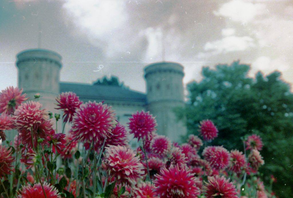 Blumen im botanischen Garten in Karlsruhe -Akarette II und Fujicolor Superia 200