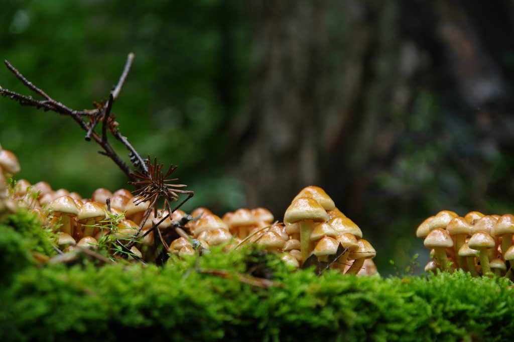 Pentax K20D - Sigma 17-70mm - f2,8-4,5 - f: 4 - 1/15s - ISO125