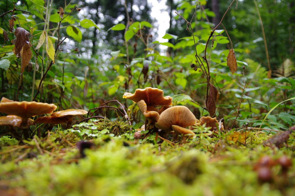 Pentax K20D - Sigma 17-70mm - f2,8-4,5 - f: 3,2 - 1/50s - ISO125