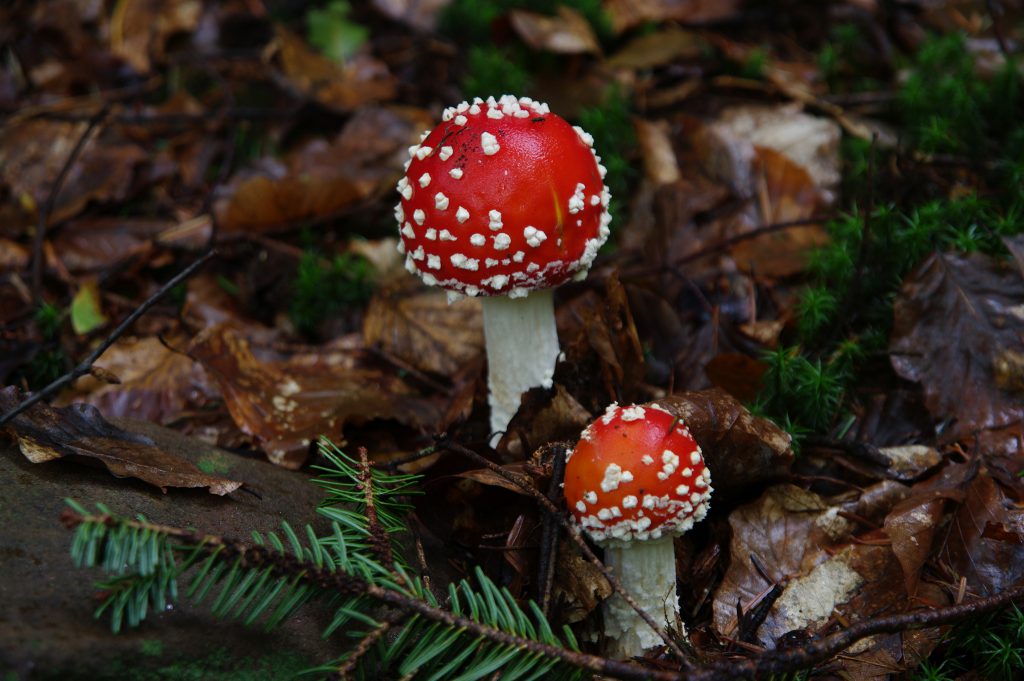 Pentax K20D - Sigma 17-70mm - f2,8-4,5 - f: 5,6 - 1/2s - ISO125