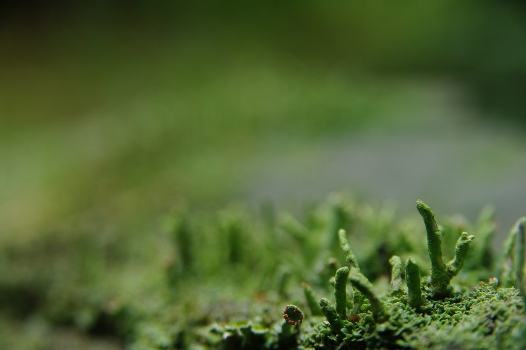 Pentax K20D - Sigma 17-70mm - f2,8-4,5 - f: 6,3 - 1/5s - ISO 125
