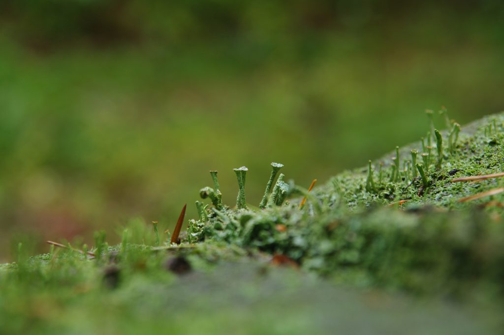 Pentax K20D - Sigma 17-70mm - f2,8-4,5 - f: 6,3 - 1/4s