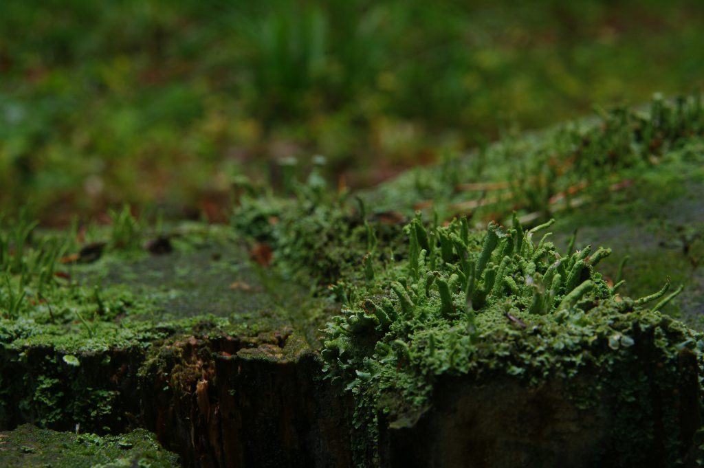 Pentax K20D - Sigma 17-70mm - f2,8-4,5 - f: 18 - 1,3s