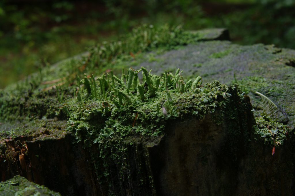 Pentax K20D - Sigma 17-70mm - f2,8-4,5 - f: 18 - 2s