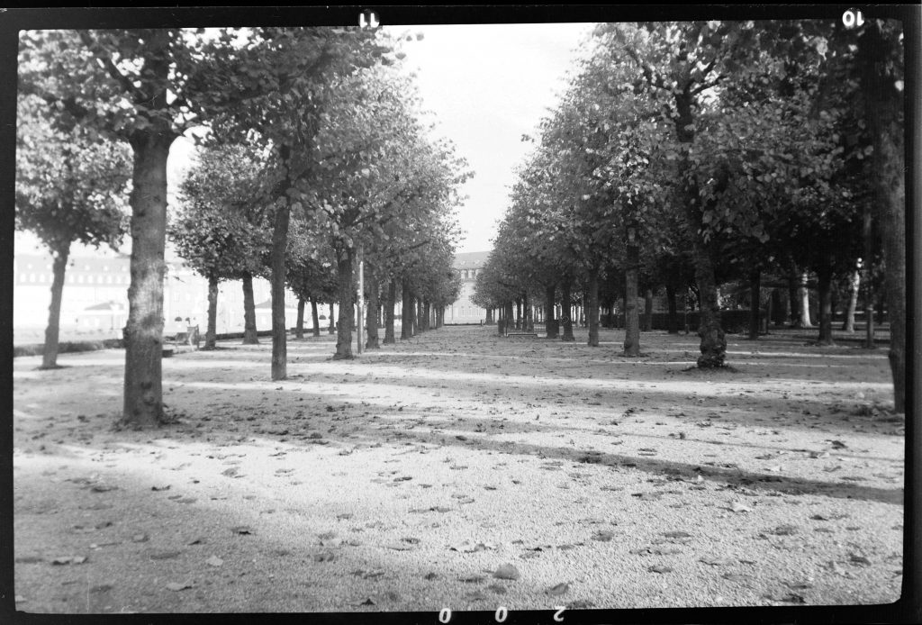 Bäume am Schloßplatz - Agfa Synchro Box 600 - Fomapan 200 - Blende 11