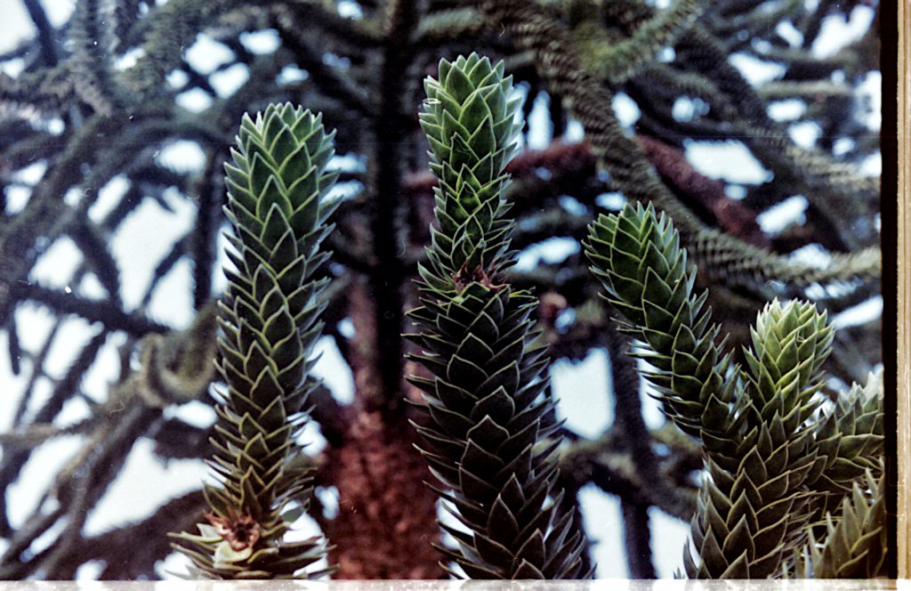Pflanze im botanischen Garten - Akarette II und Fujicolor Superia 200