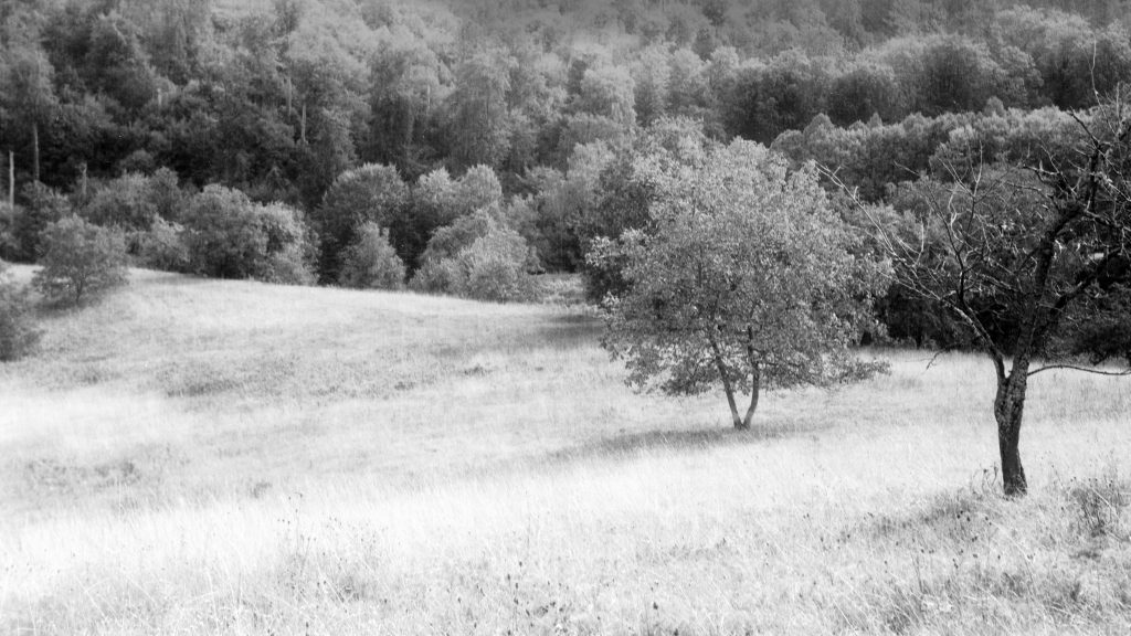 Zeiss Ikon Ercona - viel Gimp