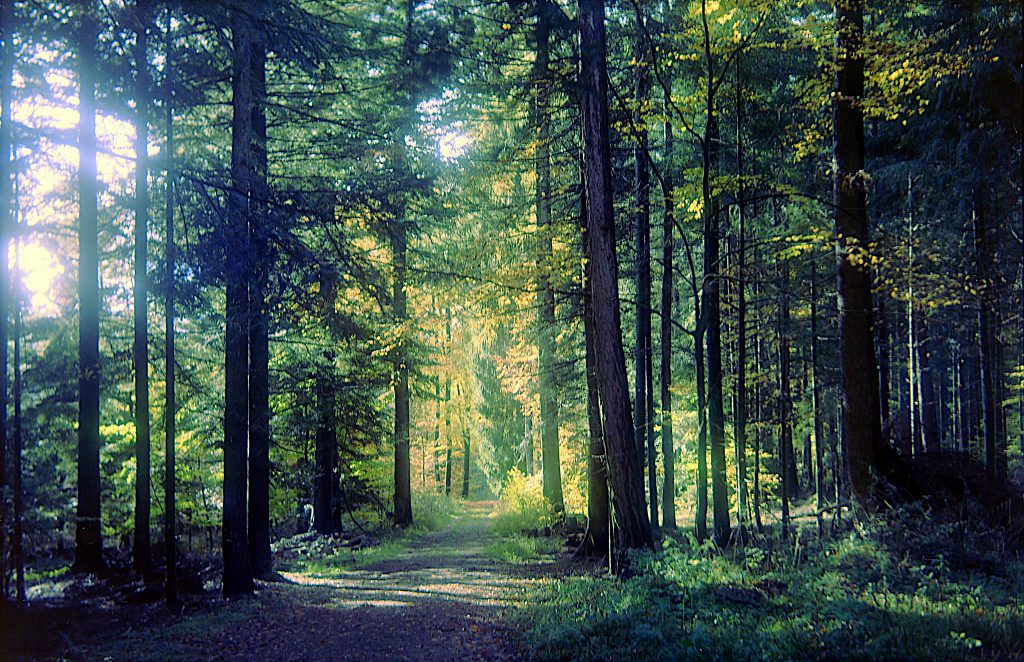 Waldweg im Herbstwald - Zeiss Ikon Ercona mit Kodak Ektar 100