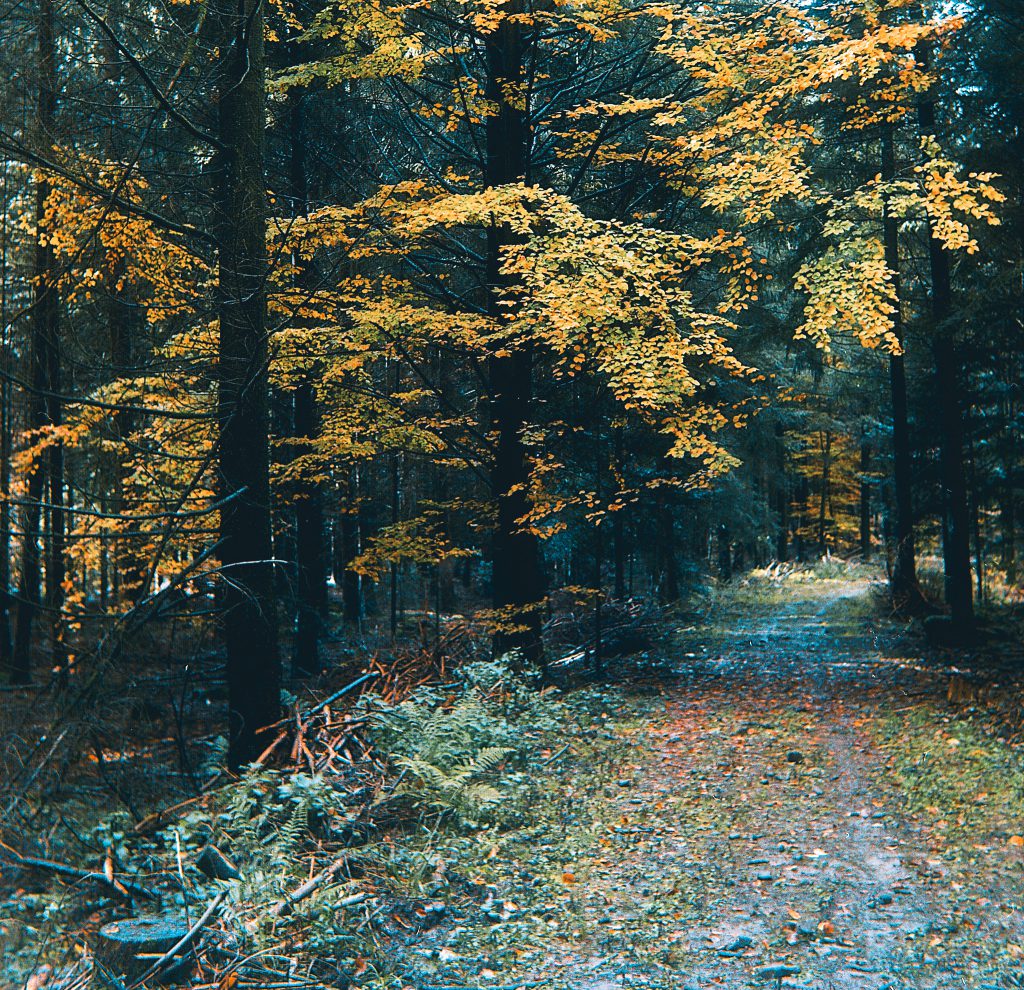 Waldweg nahe Waldbronn - Zeiss Ikon Ercona mit Kodak Ektar 100