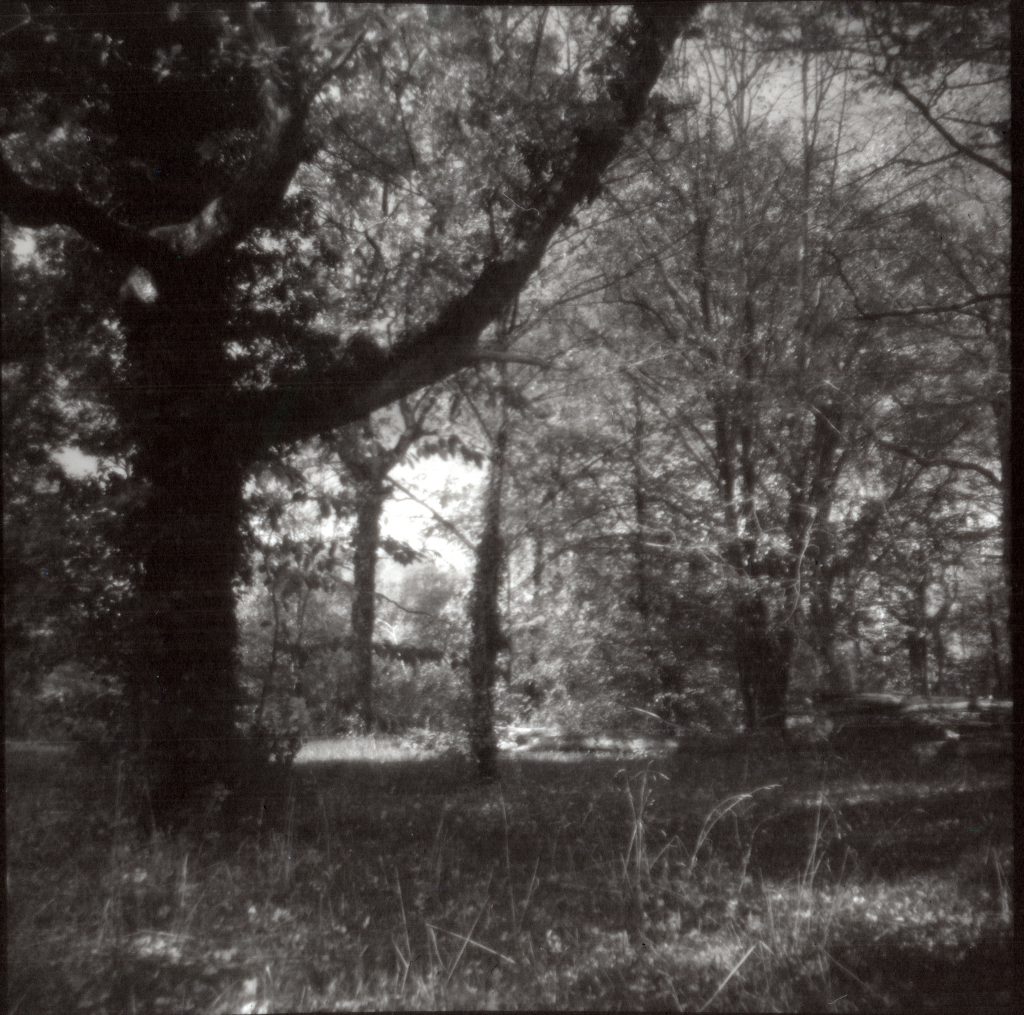 Lichtung - Vredeborch Felica - Fomapan 400