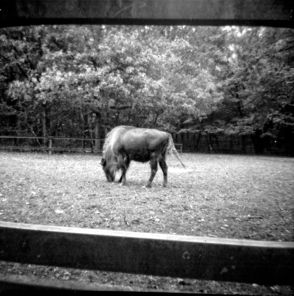 Büffel - Vredeborch Felica - Fomapan 400