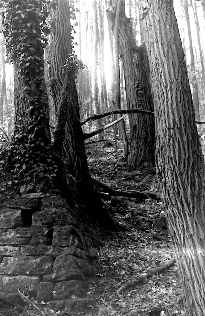 Mauerreste und Bäume im Albtal bei Ettlingen - Fomapan 400 - Zeiss Ikon Continette