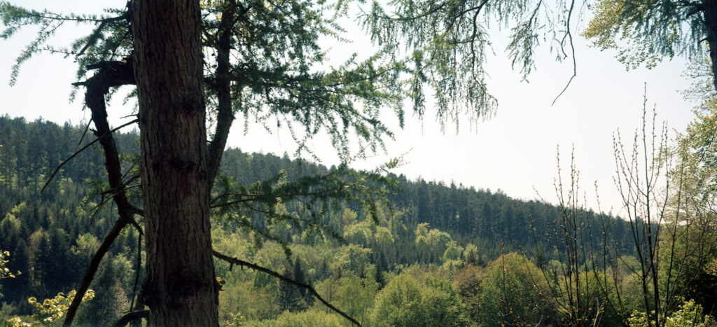 Nur der obere Teil vom Foto - wg. einem Lichtleck habe ich es beschnitten - Schwarzwald - Agfa Billy I - Kodak Ektar 100