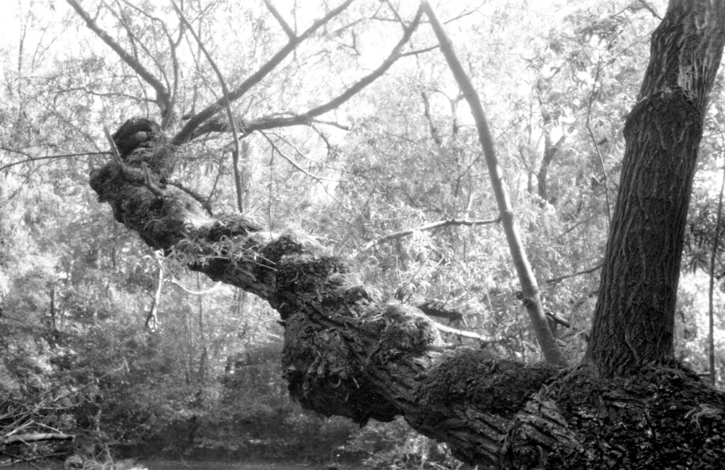 Weidengeäst am Althrein - Fomapan 100 - Zeiss Ikon Continette