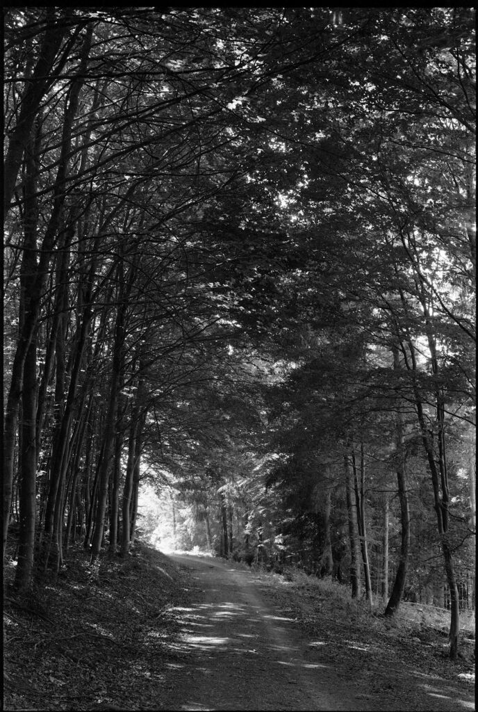 Waldweg im Moosalbtal - Horseman VH-R - Fomapan 200