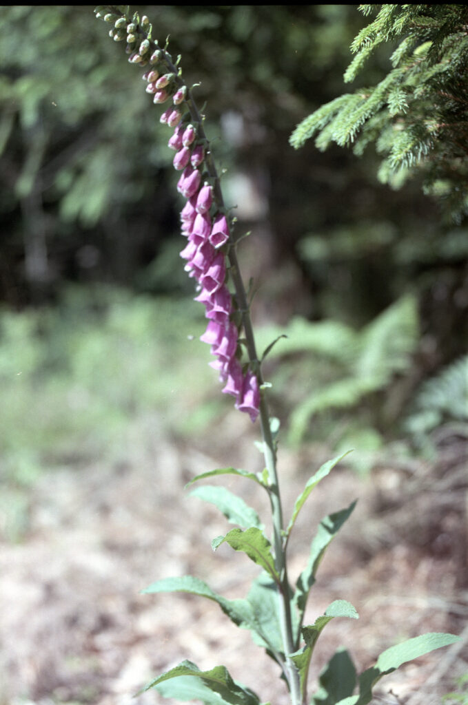 Digitalis purpurea - Fingerhut im Moosalbtal - Horseman VH-R - Fujicolor Pro 400H