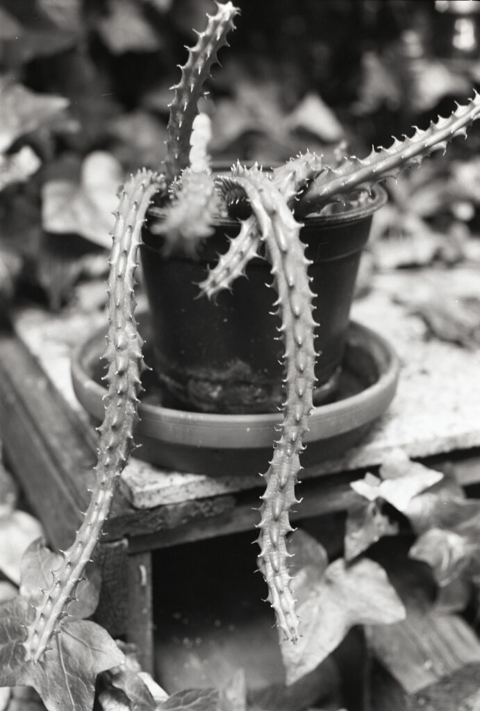 Pflanze im Hinterhof - Horseman VH-R - Fomapan 100