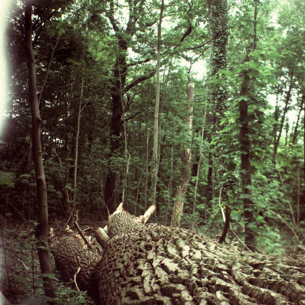 Gefällter Baum in Rappenwörth am Rhein - Bilora Bonita 66 mit Ektachrome 100 - cross-entwickelt