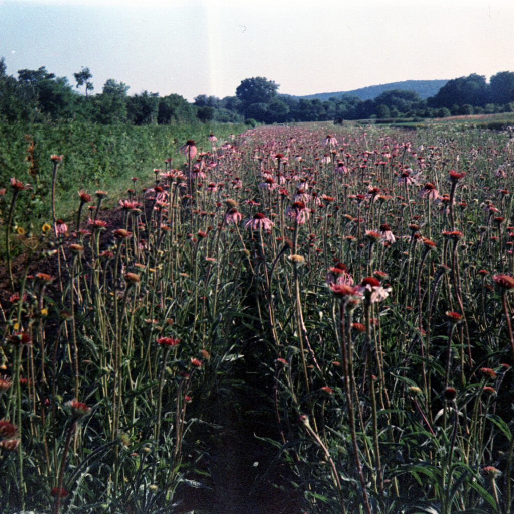 Verblühte Echinacea - Braun Paxina - Agfachrome RSX II 100