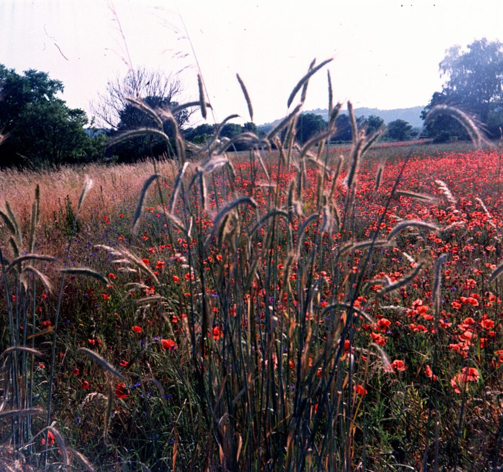 Getreidehalme vor Mohnfeld - Braun Paxina - Agfachrome RSX II 100