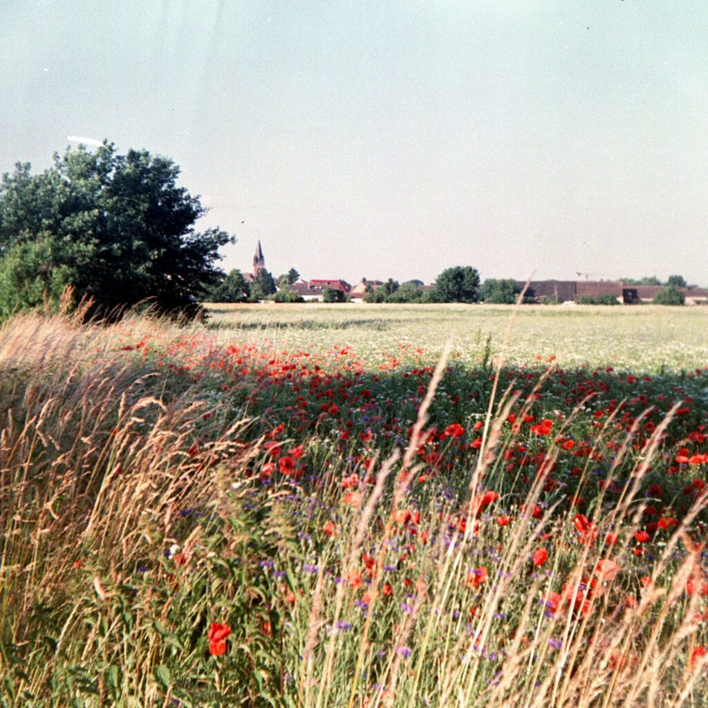 Mohnfeld bei Karlsruhe - Braun Paxina - Agfachrome RSX II 100