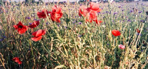 Klatschmohn - Braun Paxina - Agfachrome RSX II 100