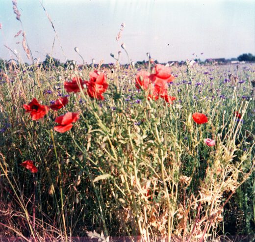 Klatschmohn - Braun Paxina - Agfachrome RSX II 100