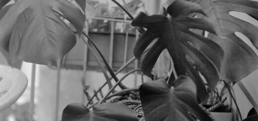 Monstera - Seagull 4A - Fomapan 100